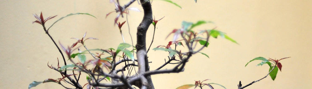 Stichtingmuziek Koepelvorden